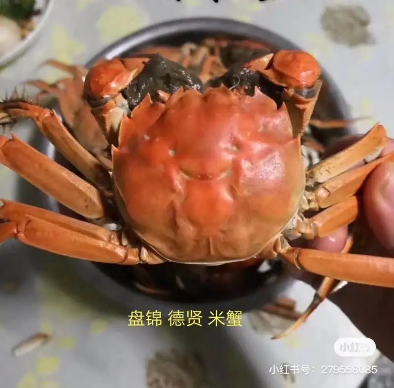 家养的小螃蟹吃什么食物(家养的小螃蟹吃什么食物最好)