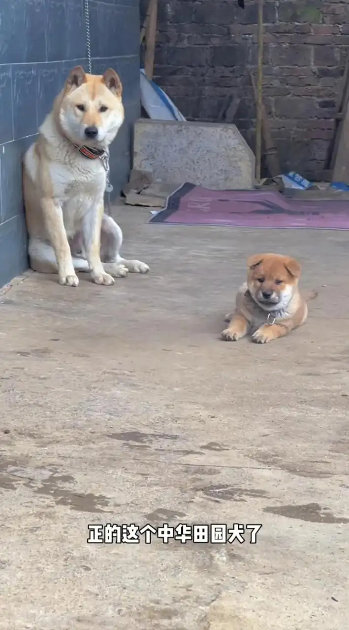 土狗是中华田园犬(土狗是中华田园犬么)