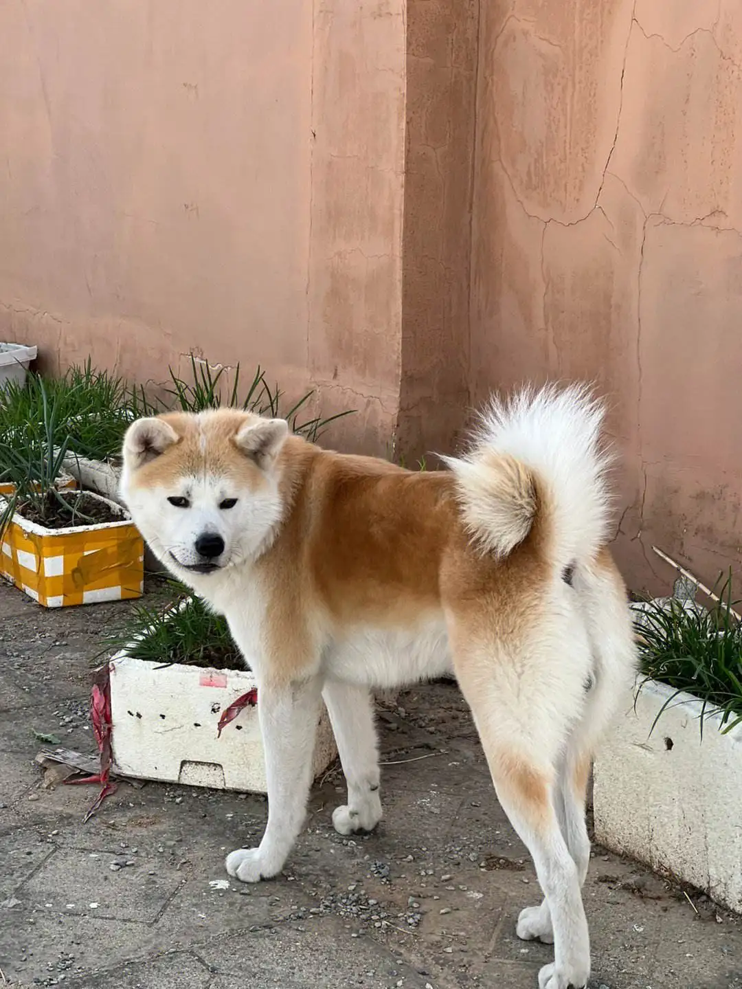 秋田犬购(秋田犬价格一般多少钱)