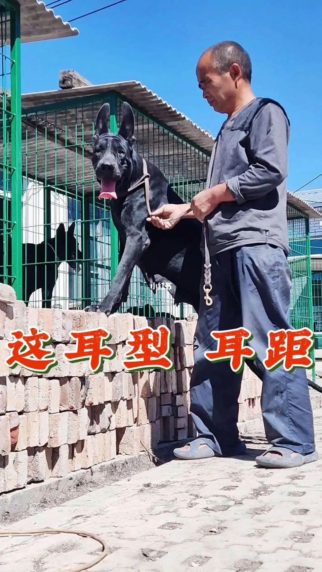 黑狼犬狗狗多少钱一只(现在黑狼犬市场价多少钱一条)