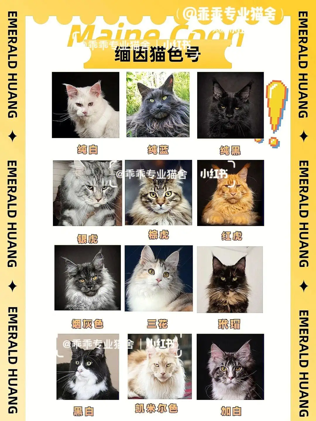 缅因猫多少钱一支(缅因猫多少钱一只2019)