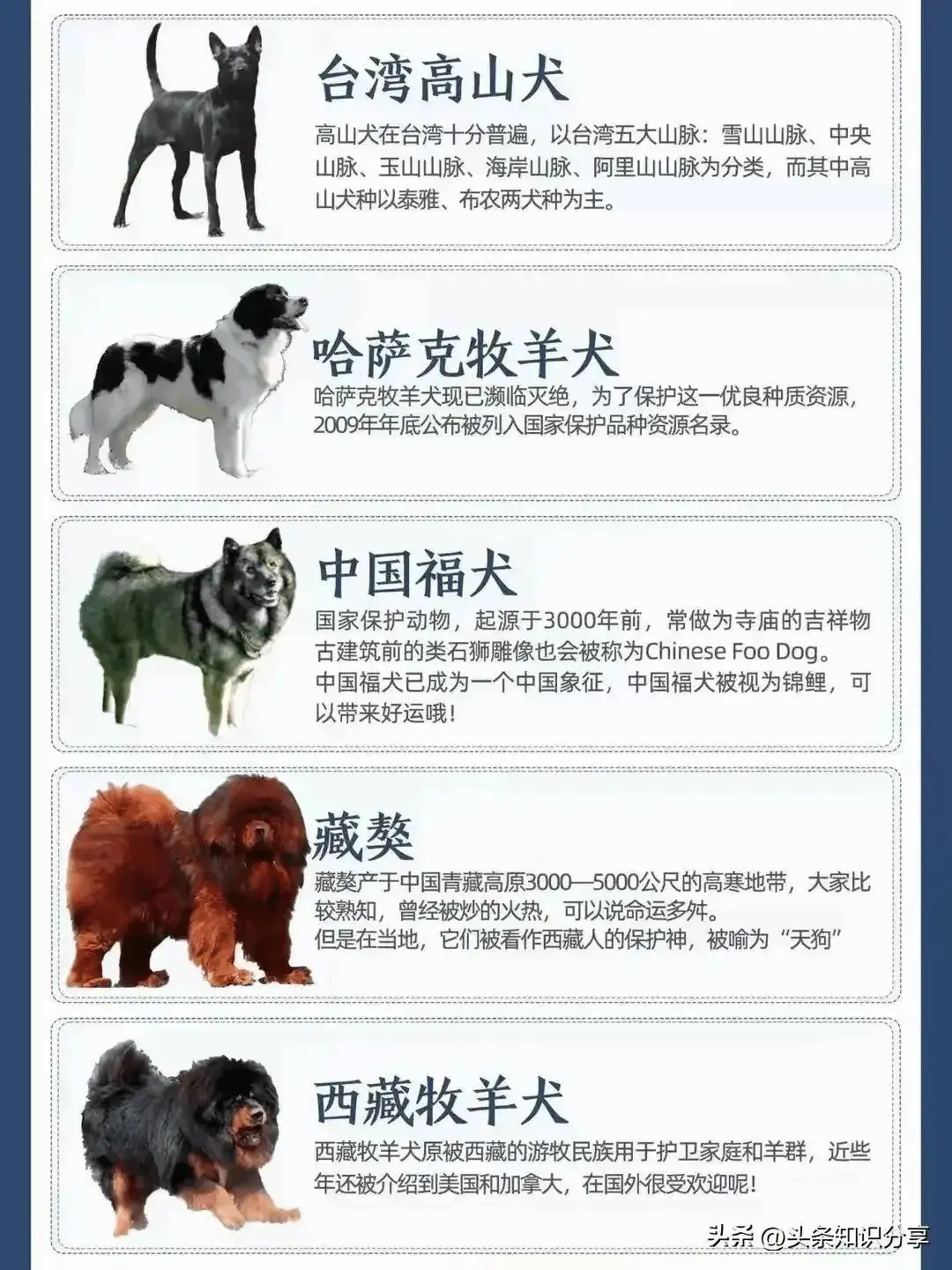 八大中华田园犬(中华田园犬寿命一览表)