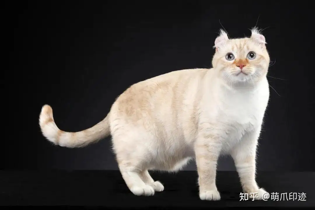 猫咪有哪些品种(猫咪有哪些品种图片)