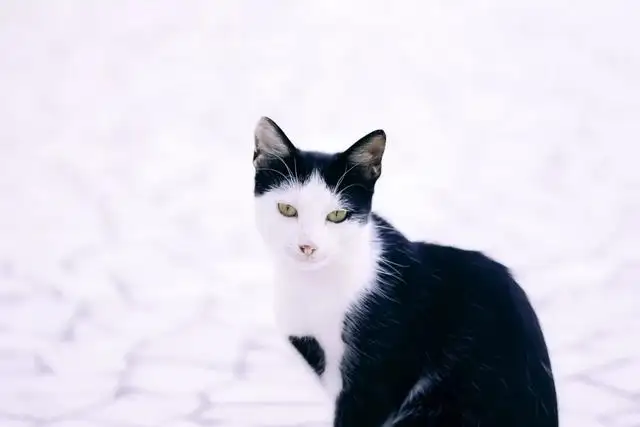 黑白脸的猫是什么品种(黑白脸的猫是什么品种的猫)