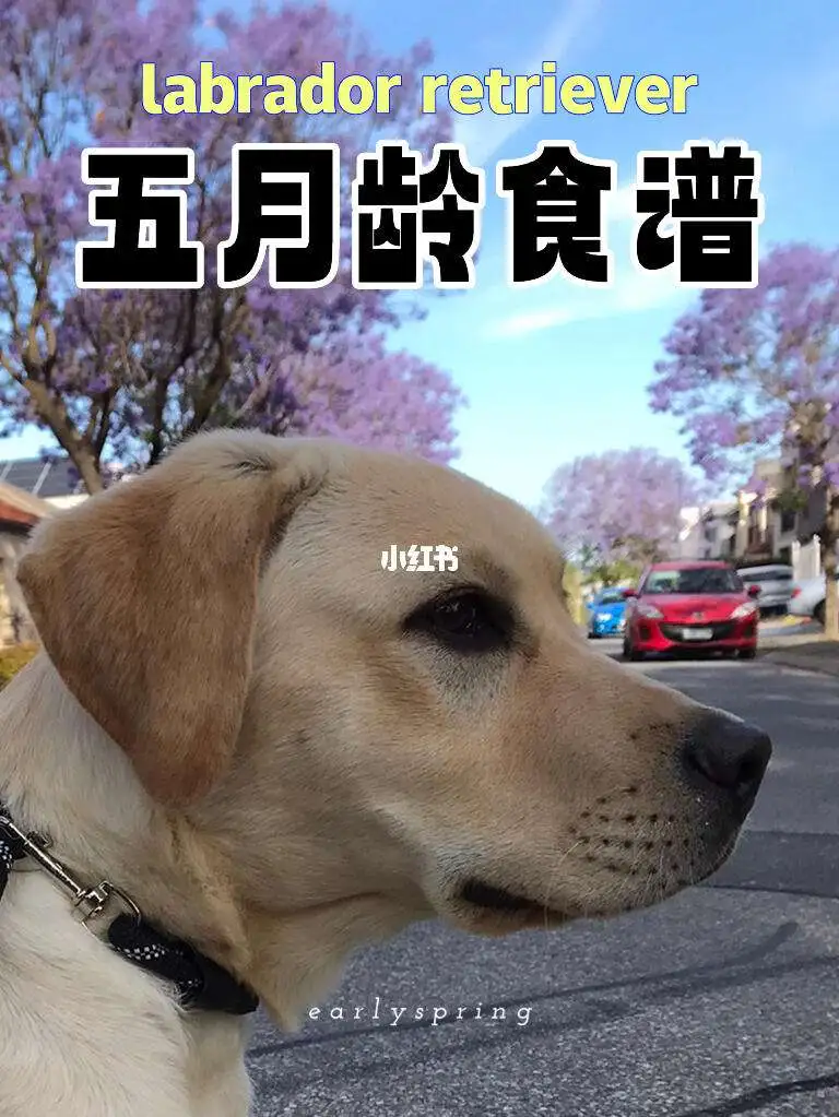 拉布拉多狗怎样喂养(拉布拉多幼犬喂养指南)