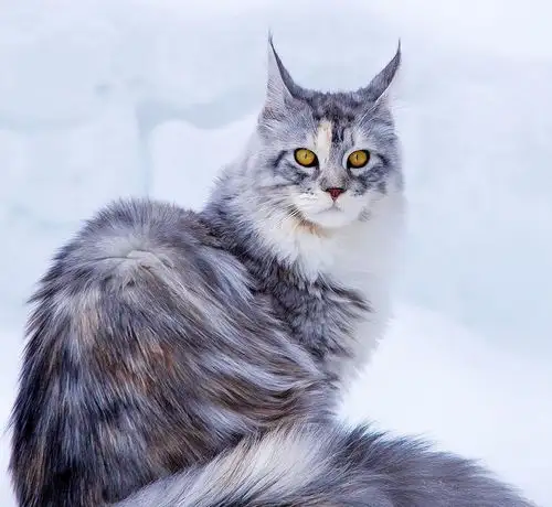 最帅的猫缅因猫(缅因猫最好看的毛色)