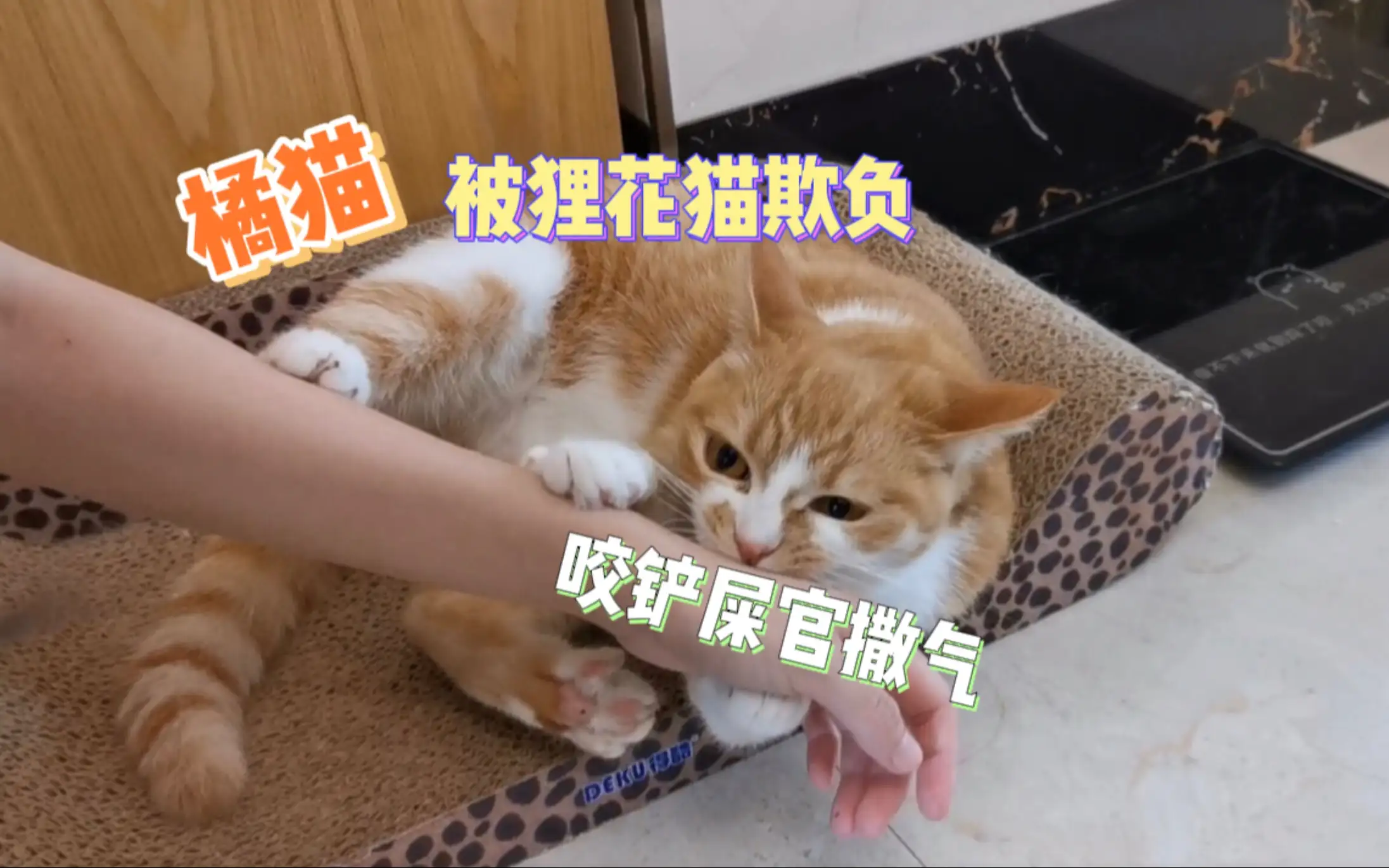 喜欢欺负猫(喜欢欺负猫咪)