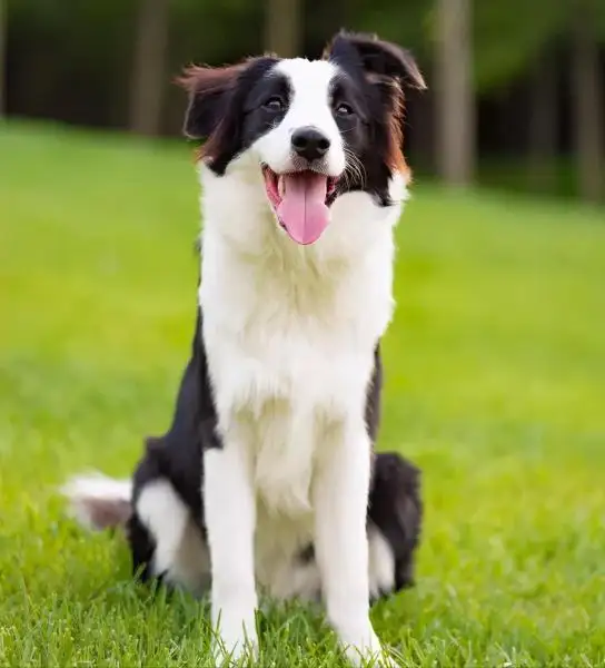 边牧犬多少钱一只大狗(边牧犬多少钱一只大狗图片)