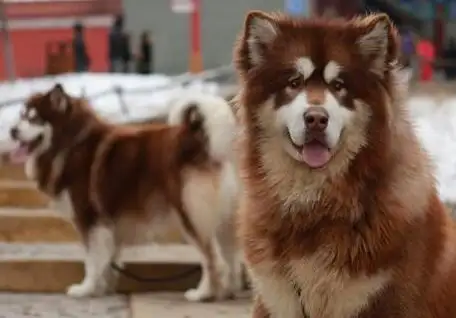 阿拉斯加犬狗狗多少钱(阿拉斯加犬要多少钱一只)