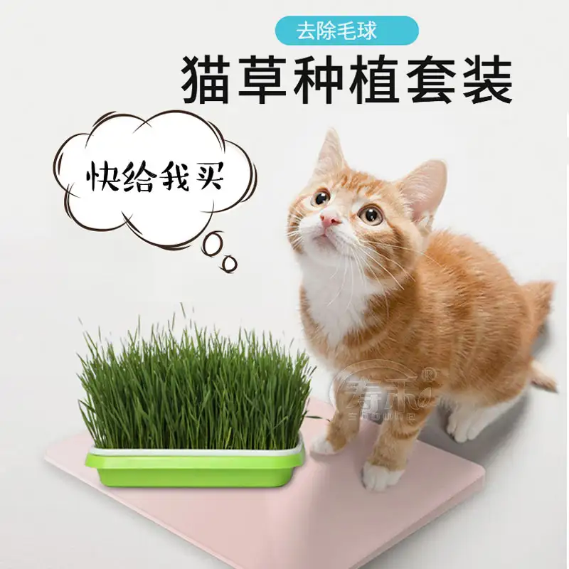 猫怕薄荷吗(猫咪怕猫薄荷)