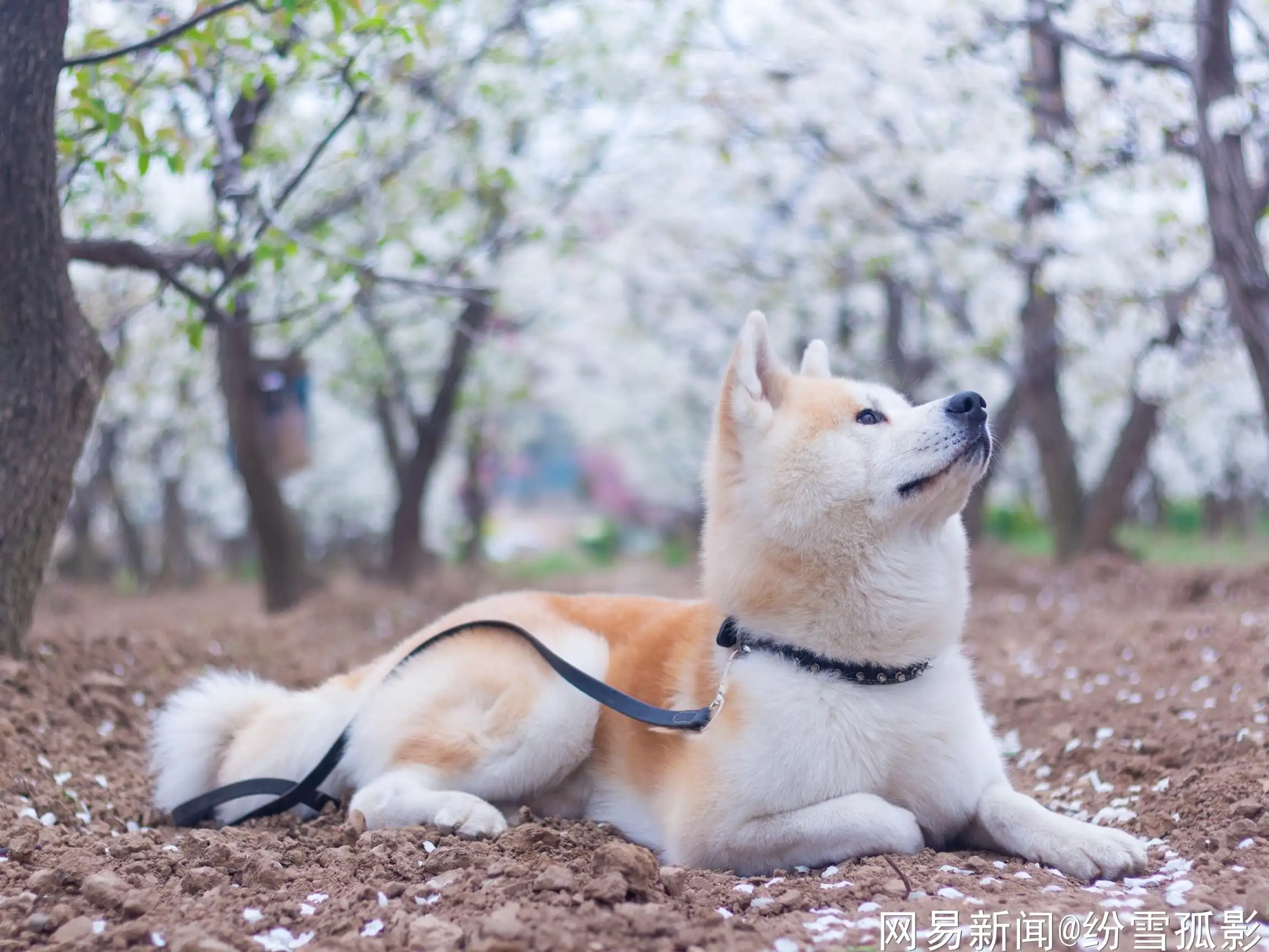 中国的秋田犬(中国的秋田犬有多少种)