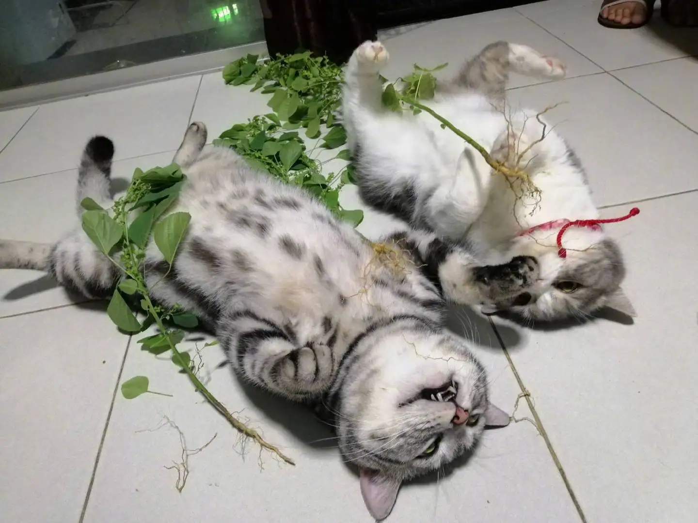 猫怕薄荷吗(猫咪怕猫薄荷)