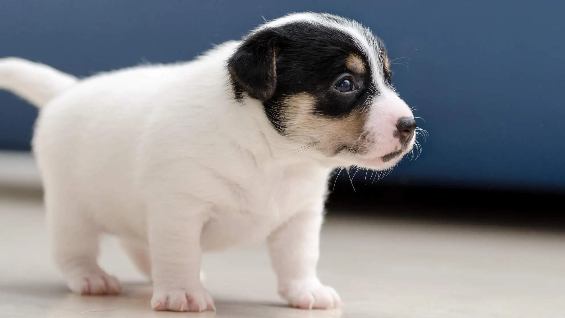 小型犬几个月成年(小型犬成年是几个月)