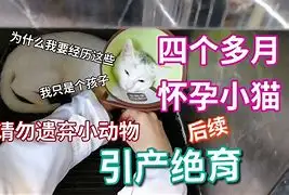 4个月的小猫会怀孕吗(4个月的小猫会怀孕吗视频)