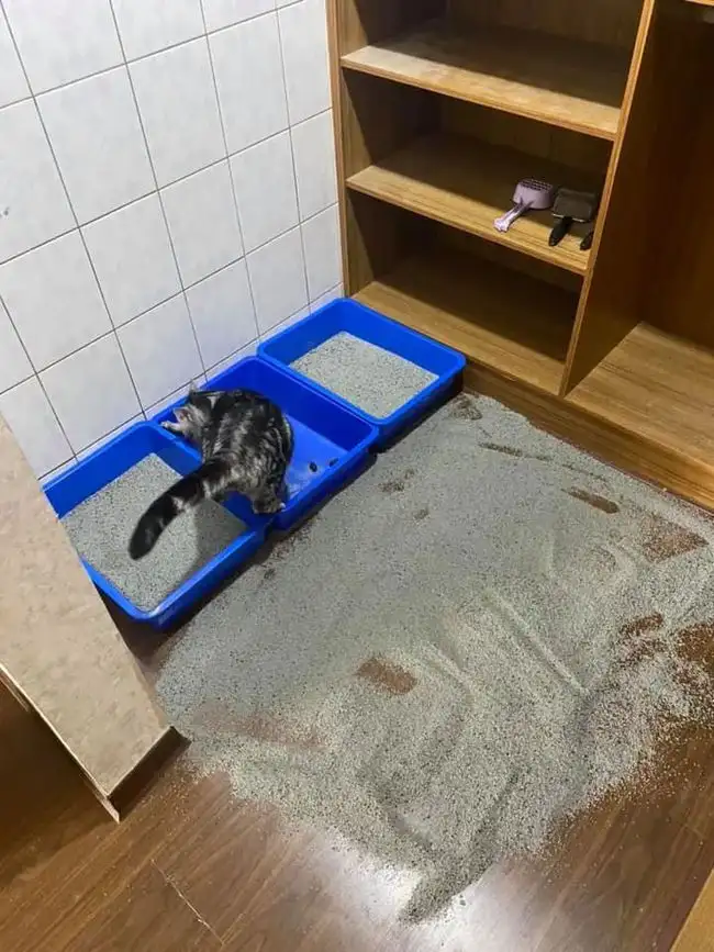 猫突然不在猫砂盆里排便了(猫突然不在猫砂盆里排便了怎么回事)