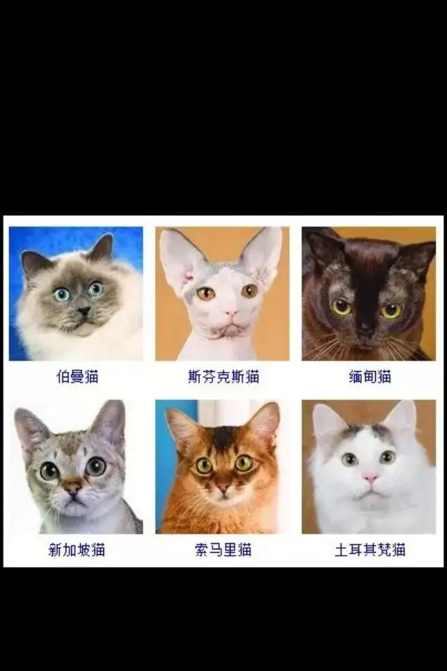 猫有多少个品种(猫品种大全及图片)