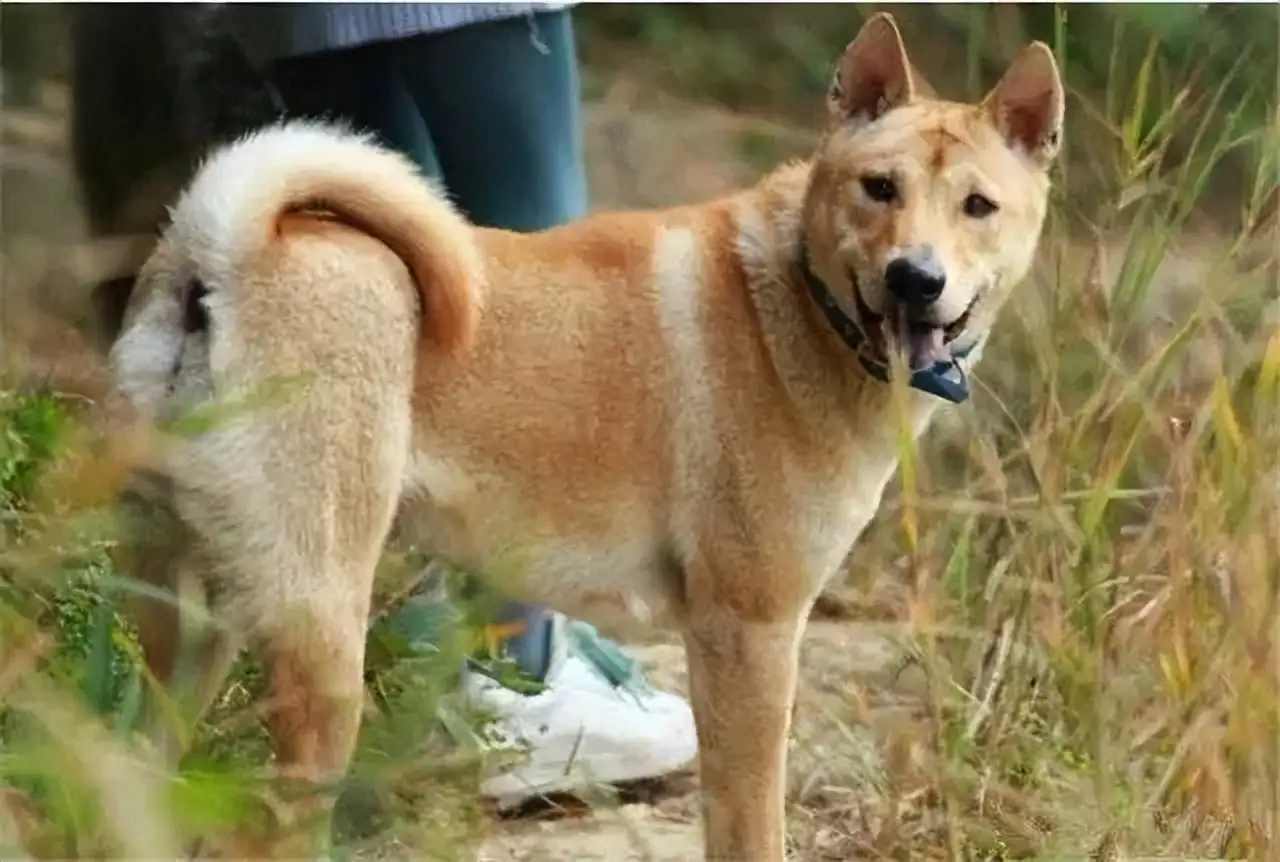 一共有几种中华田园犬(一共有几种中华田园犬图片)