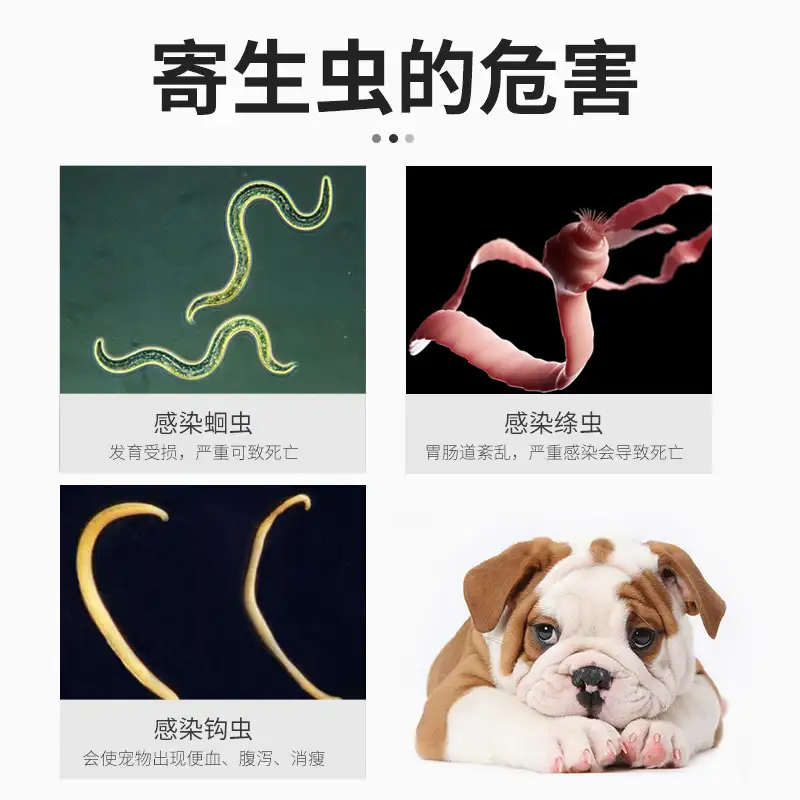 狗做体内驱虫(狗做体内驱虫注意事项)