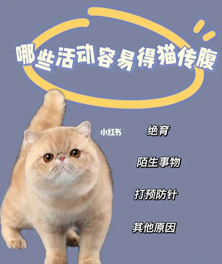 猫传腹的主要原因(猫传腹是由什么引起的)