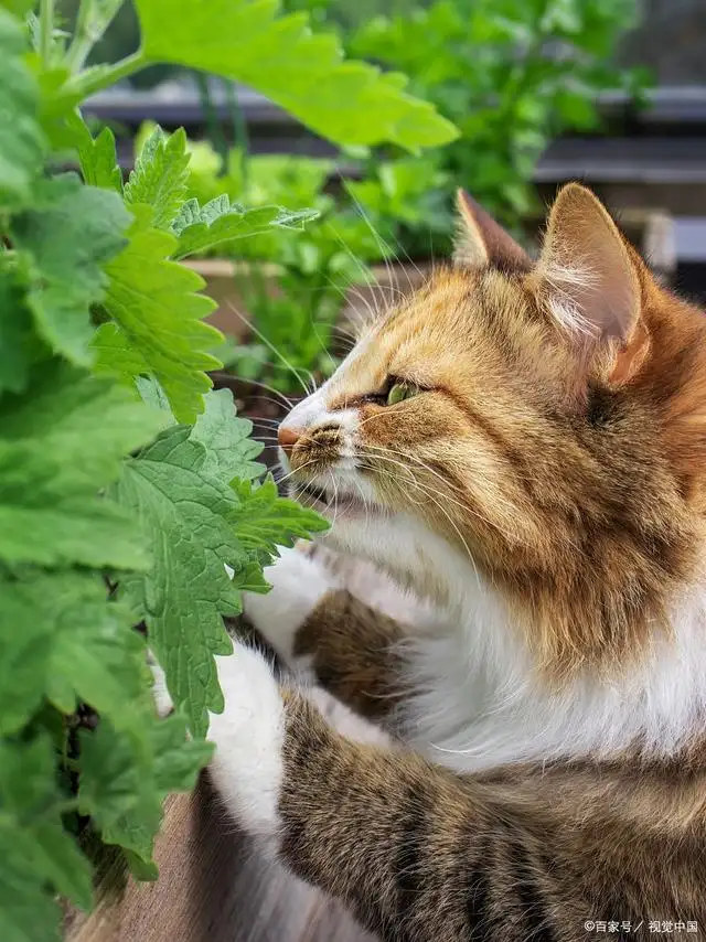 所有猫都喜欢猫薄荷吗?(所有的猫咪都喜欢猫薄荷吗)