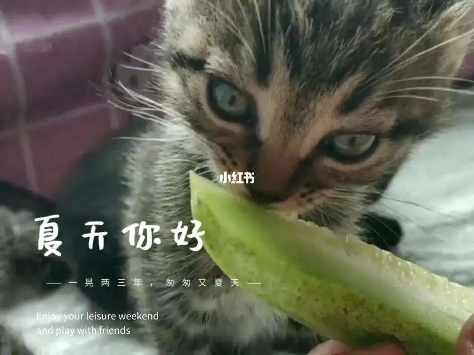 猫咪能吃黄瓜吗(猫可以吃黄瓜嘛?)