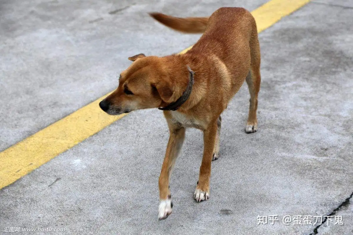 为什么不给养中华田园犬(为什么不给养中华田园犬的人)