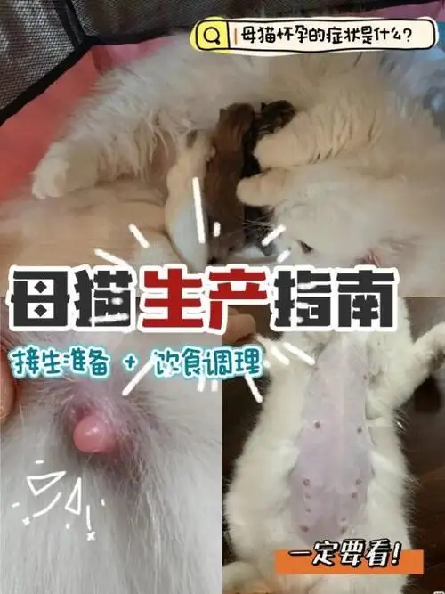 猫会怀孕多久(猫怀孕多久会孕吐)