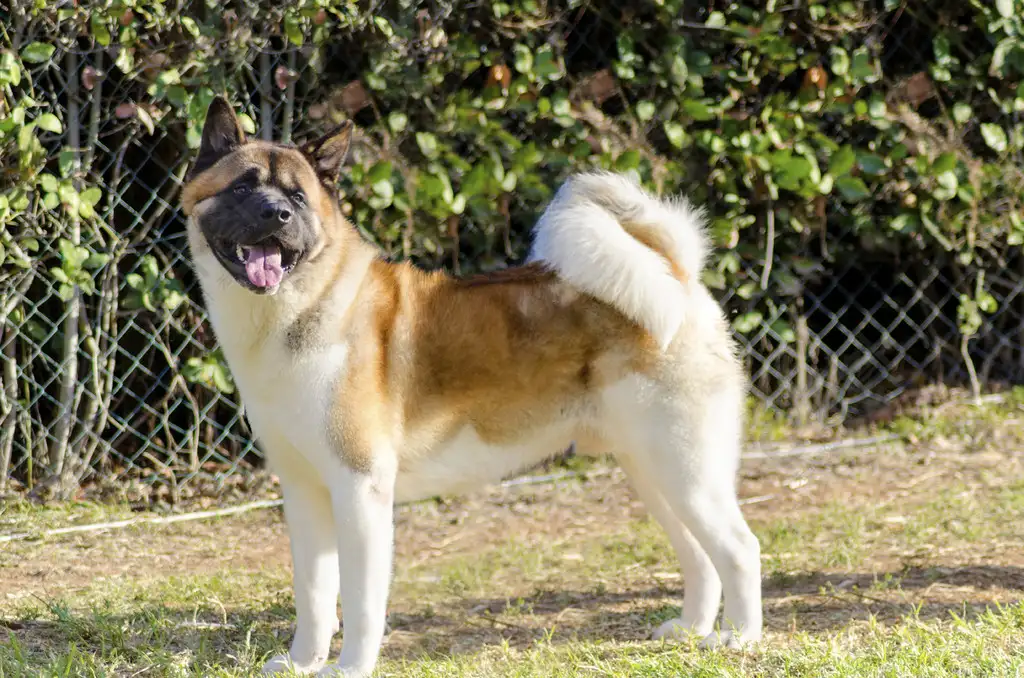 秋田犬哪个国家的(秋田犬哪个国家的狗)