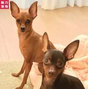 鹿狗多少钱一只幼犬(鹿狗多少钱一只幼犬啊)