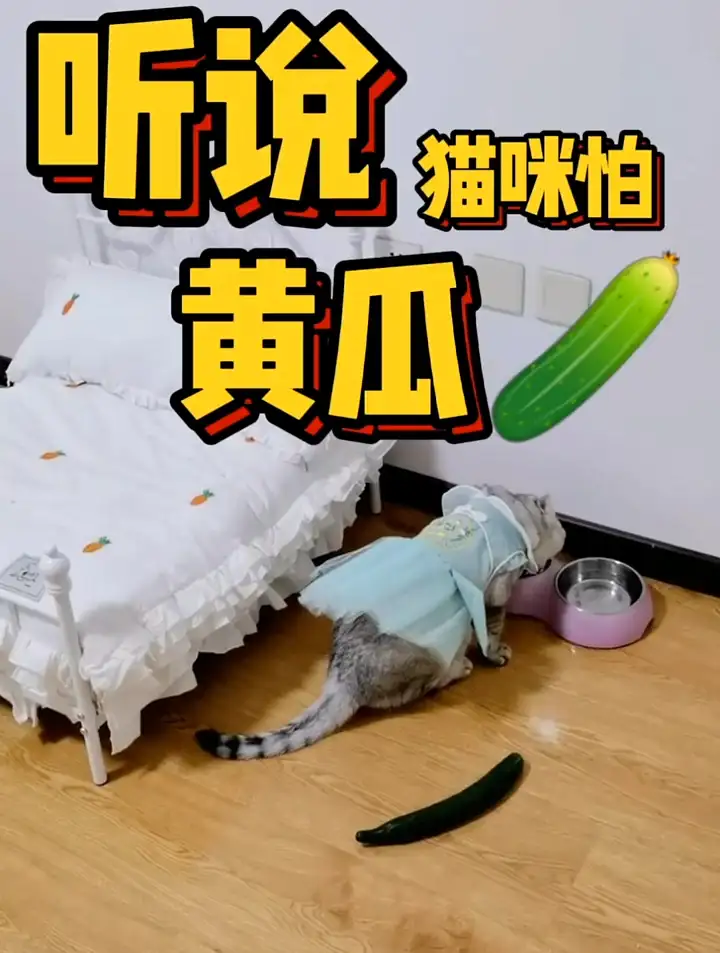 猫咪能吃黄瓜吗(猫可以吃黄瓜嘛?)