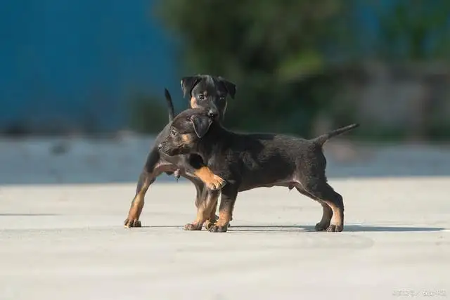 杜宾犬的脚(杜宾犬脚丫子感染,红肿怎么办)