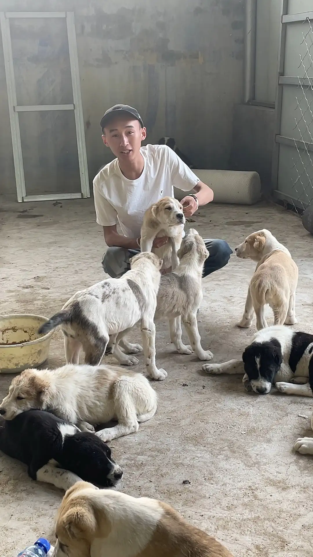 中亚牧羊犬纯种多少钱(中亚牧羊犬多少钱一只?)