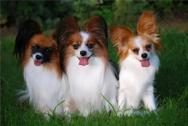 京巴犬寿命多少年(京巴犬寿命一般多少年)