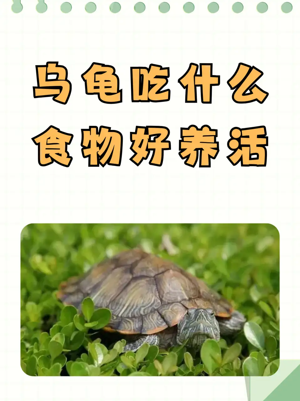 宠物小乌龟吃什么(宠物小乌龟吃什么东西)