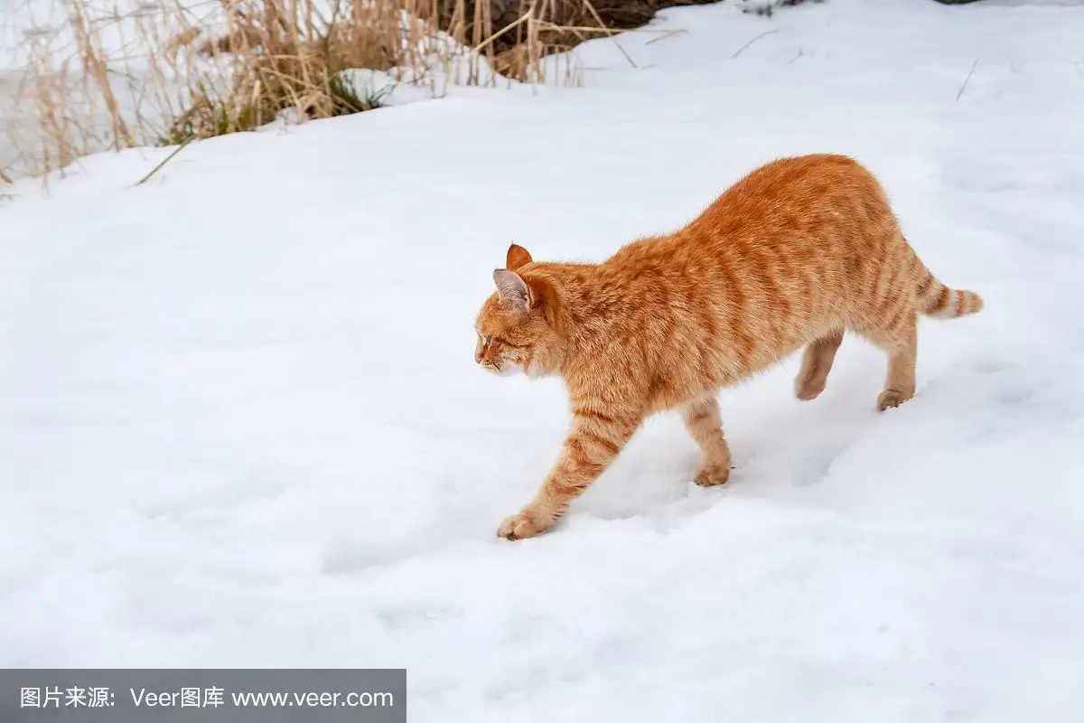 虎皮猫图片多少钱一只(虎皮猫图片多少钱一只幼猫)