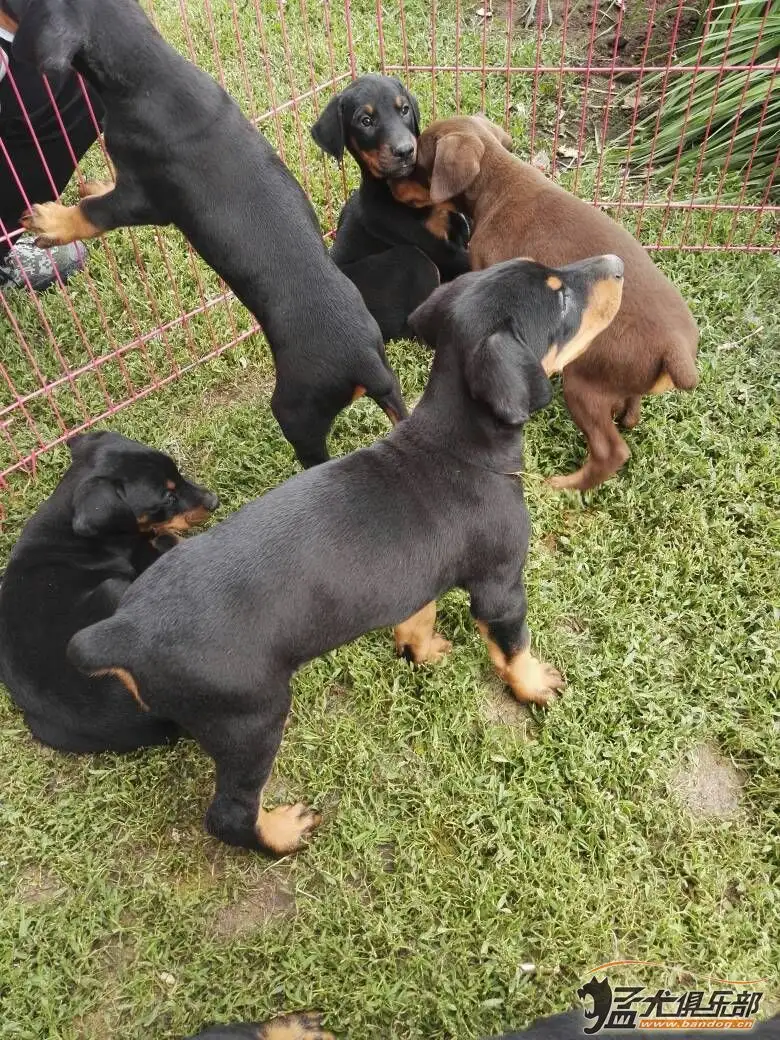 哪里有卖杜宾犬幼崽的(哪里有卖杜宾犬的多少钱一只)