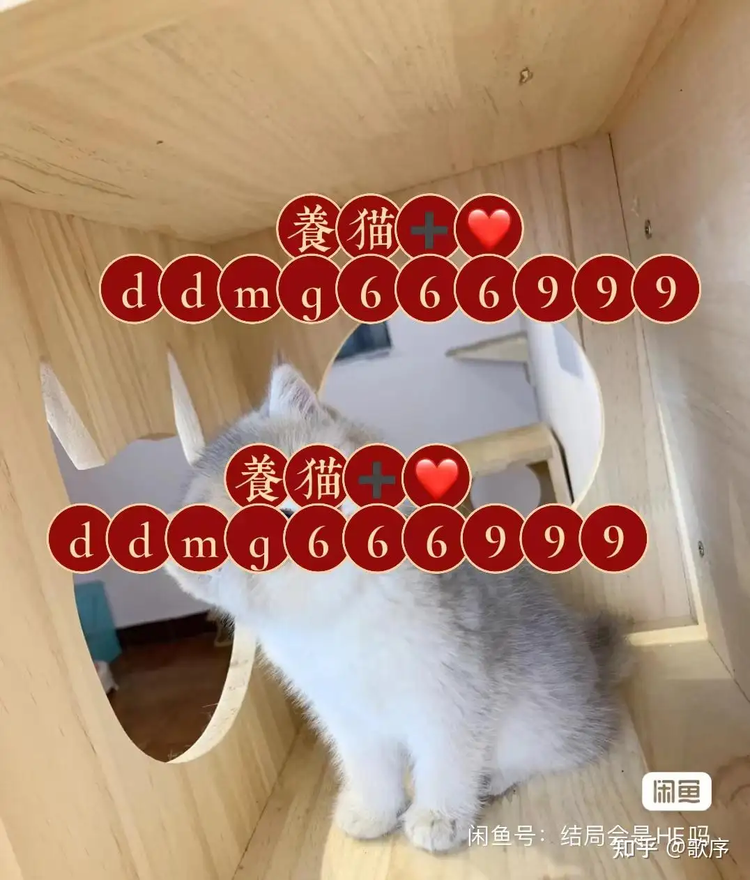 如何除猫尿味(去除猫尿味最简单的方法)