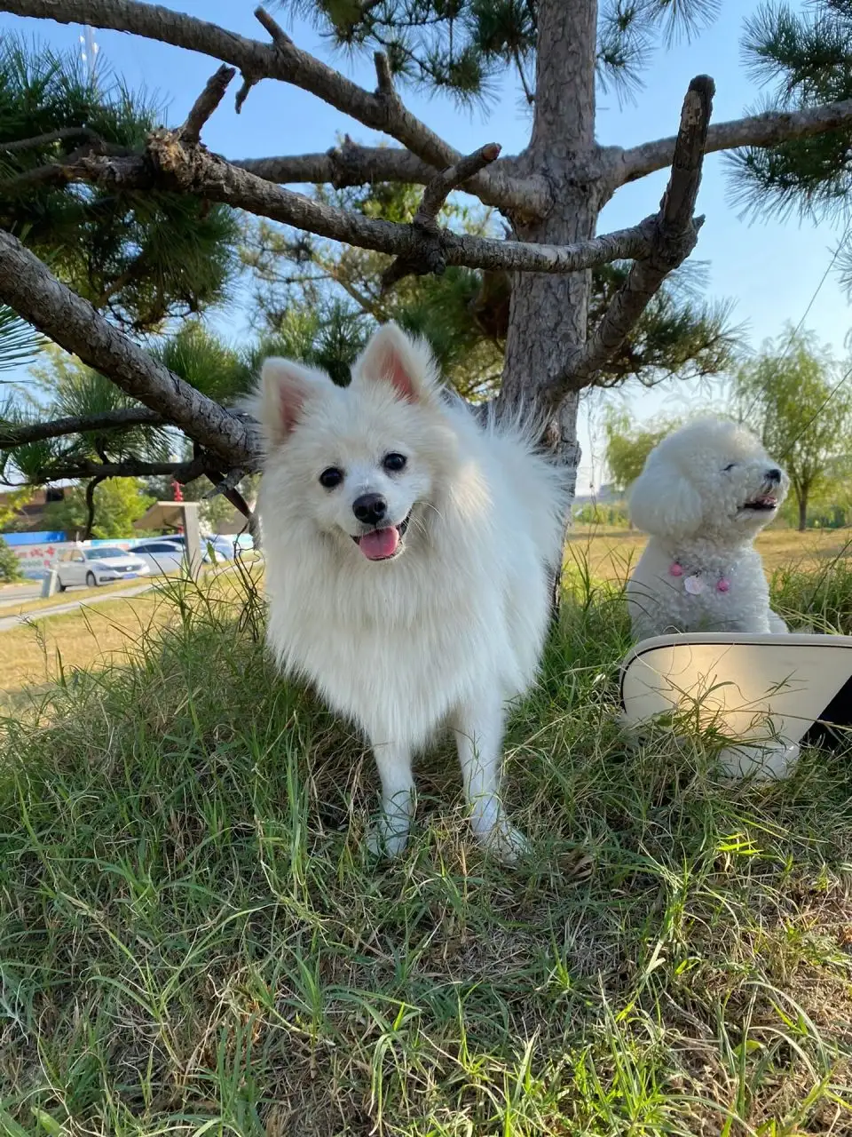 幼犬好养吗(幼犬好不好养)