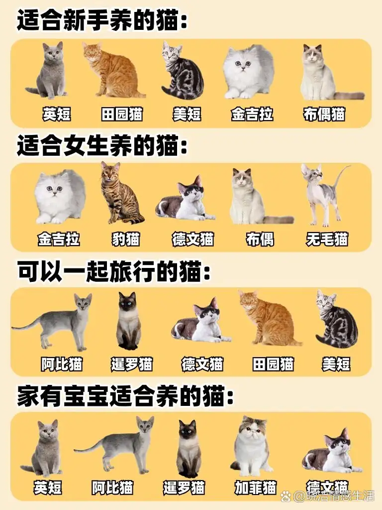 猫猫寿命多少年(猫咪寿命大约多少年)