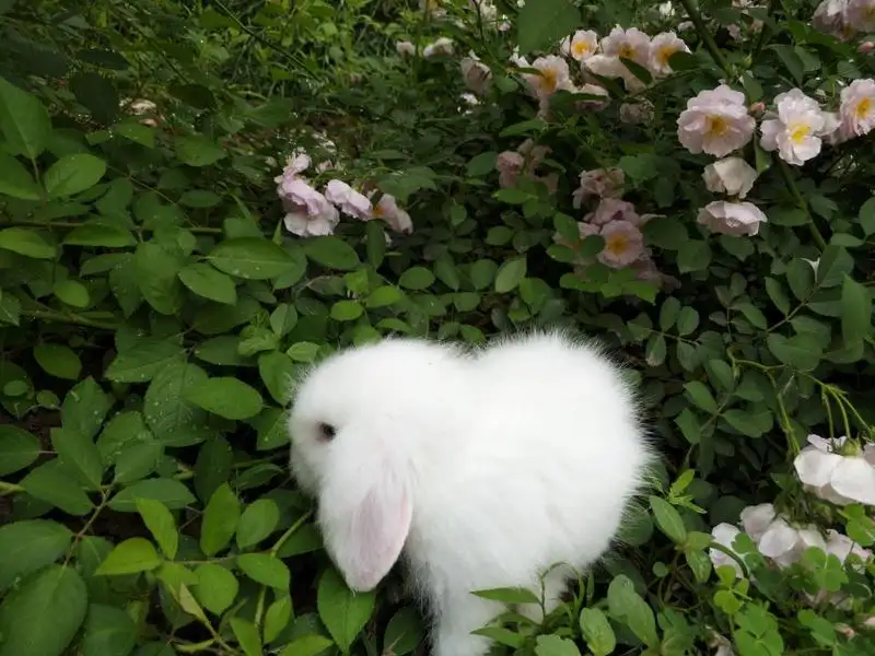 花色獭兔(花獭兔图片)