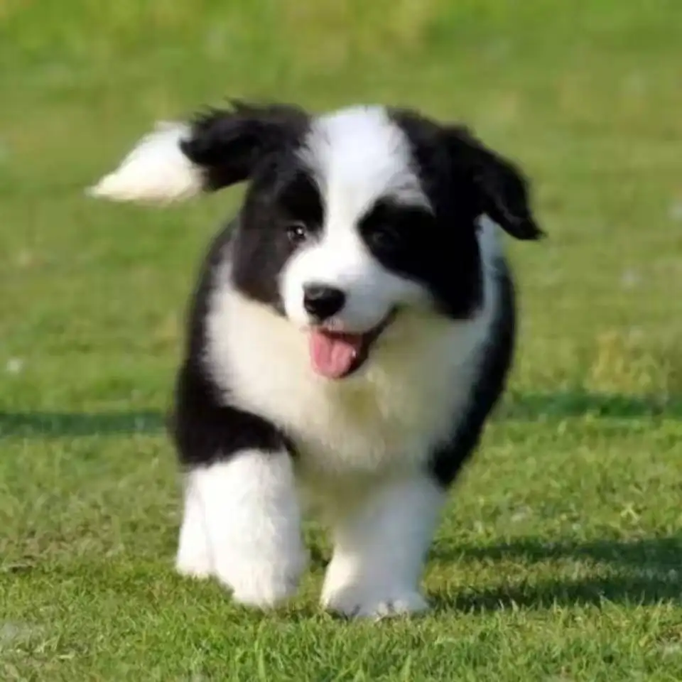 边境牧羊犬幼犬(边境牧羊犬幼犬图片)