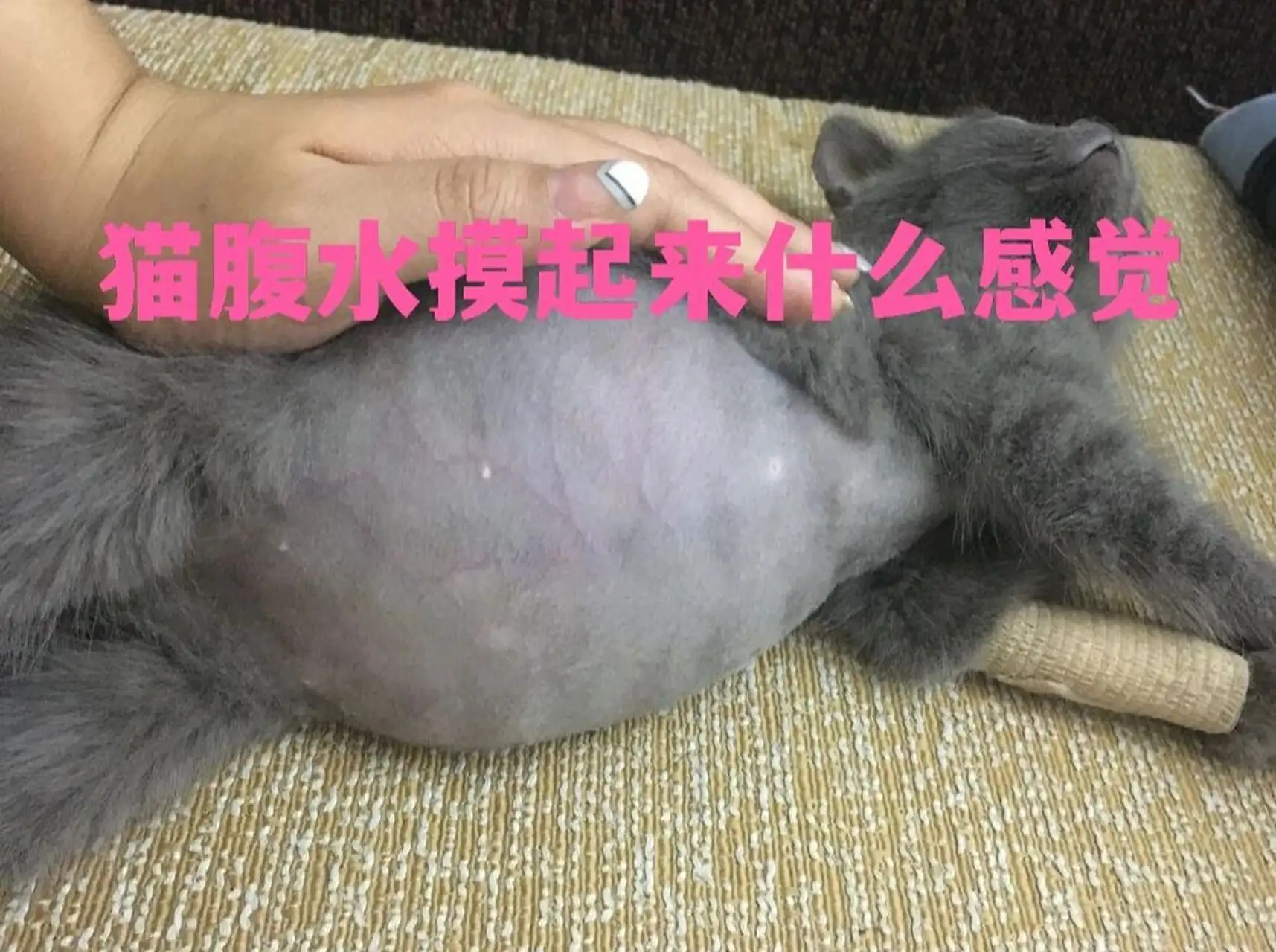 猫咪得了传腹是什么病(猫咪得猫传腹的可能性大吗)