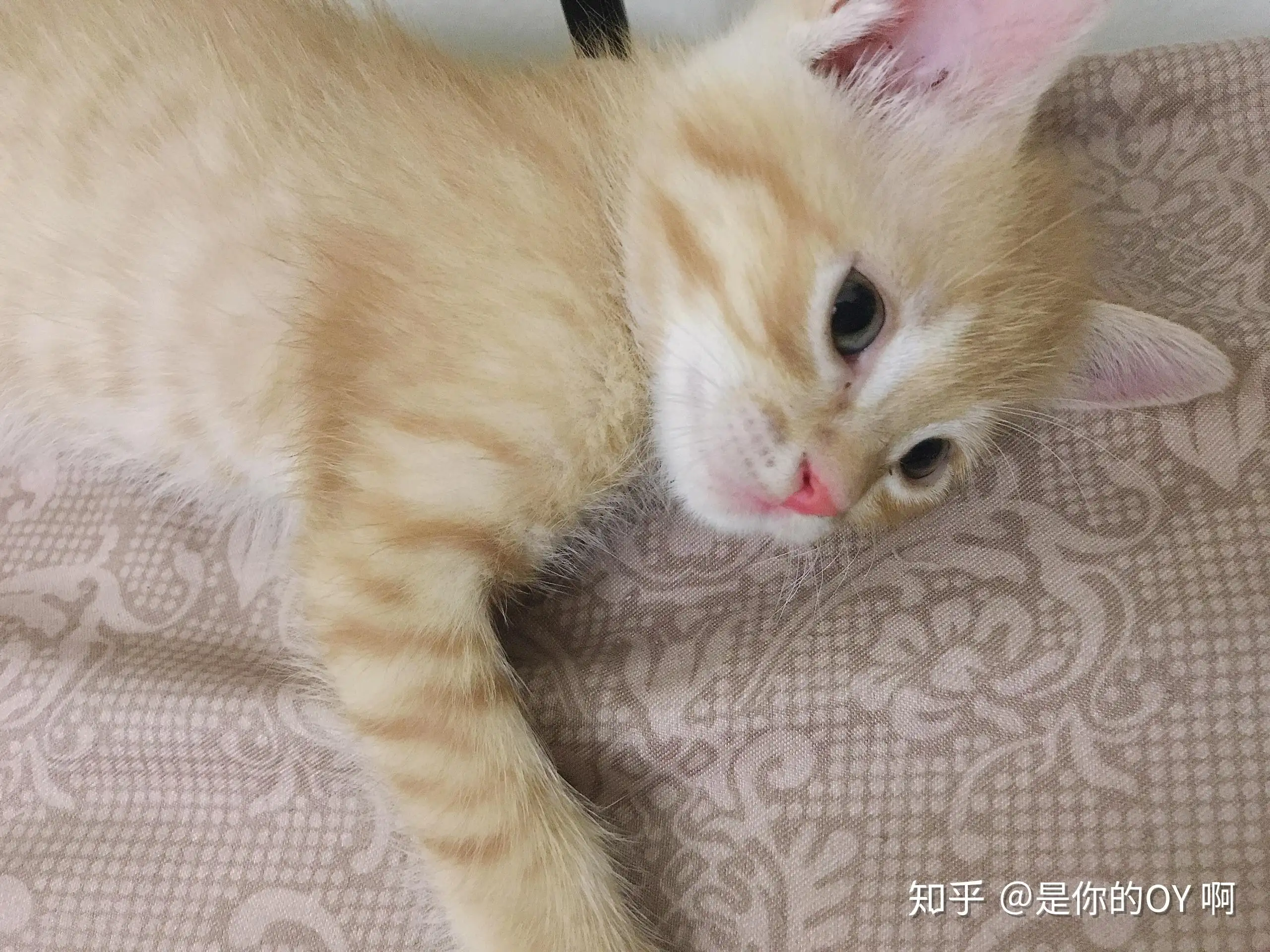 橘猫能卖多少钱一只(橘猫能卖多少钱一只猫)