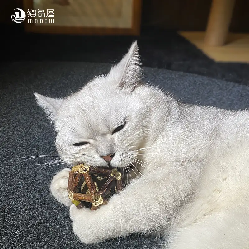 猫薄荷可以泡水给猫喝吗(猫薄荷可以泡水给猫喝吗视频)