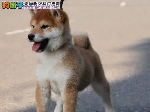 哪有买秋田犬(秋田犬哪里可以买到)