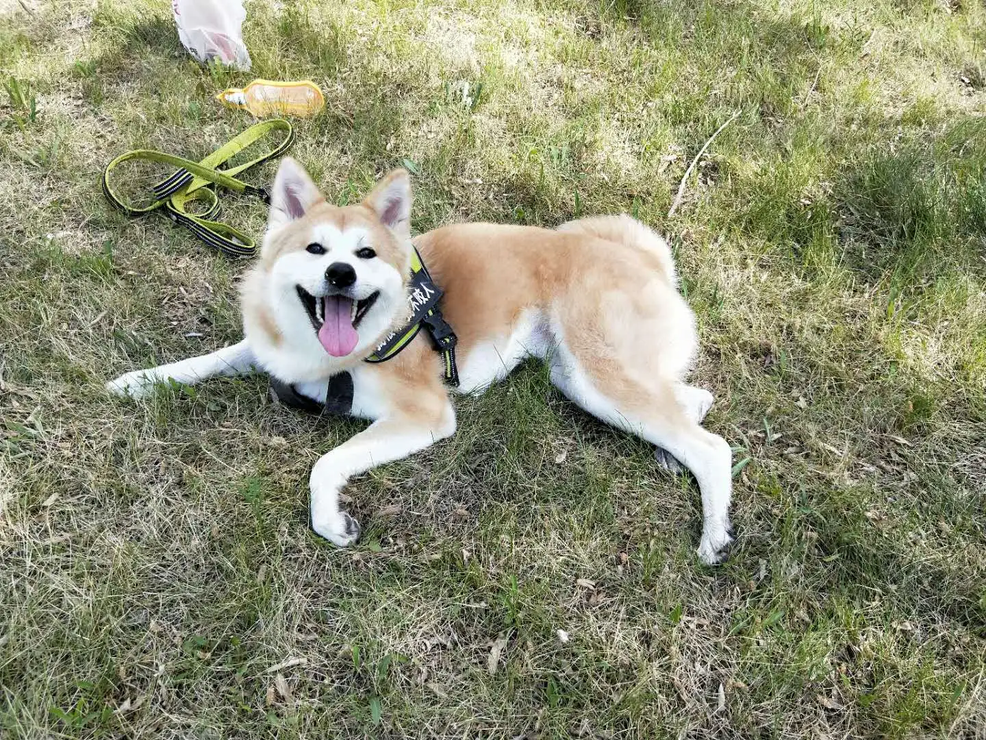 哪有买秋田犬(秋田犬哪里可以买到)