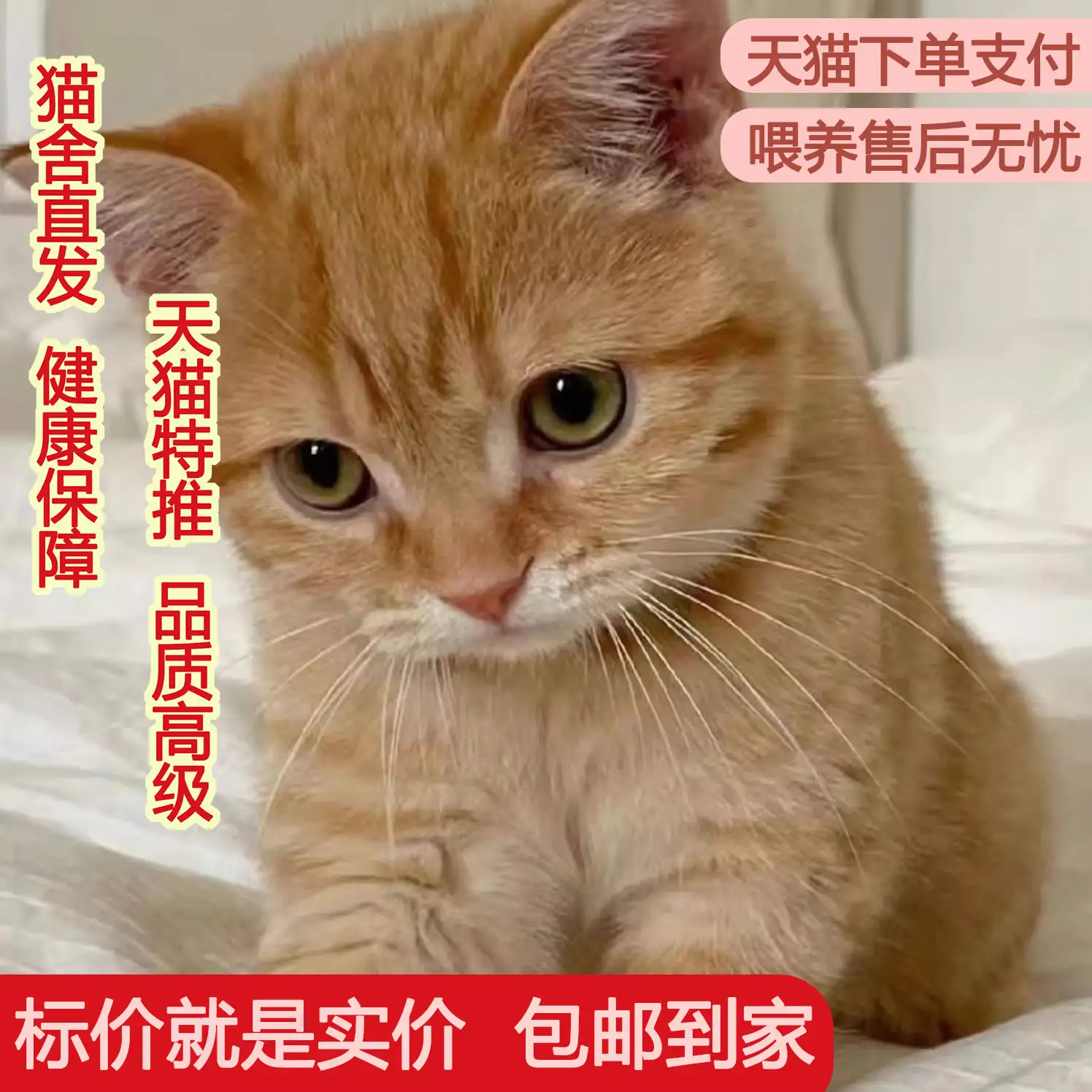 猫活多少年(猫活多少年算长寿)