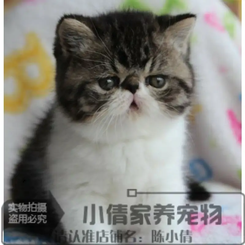 这种猫咪宠物猫(这种猫咪宠物猫能养吗)