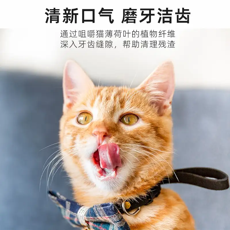 幼猫多大可以吃猫薄荷(猫咪多大可以吃猫薄荷草)