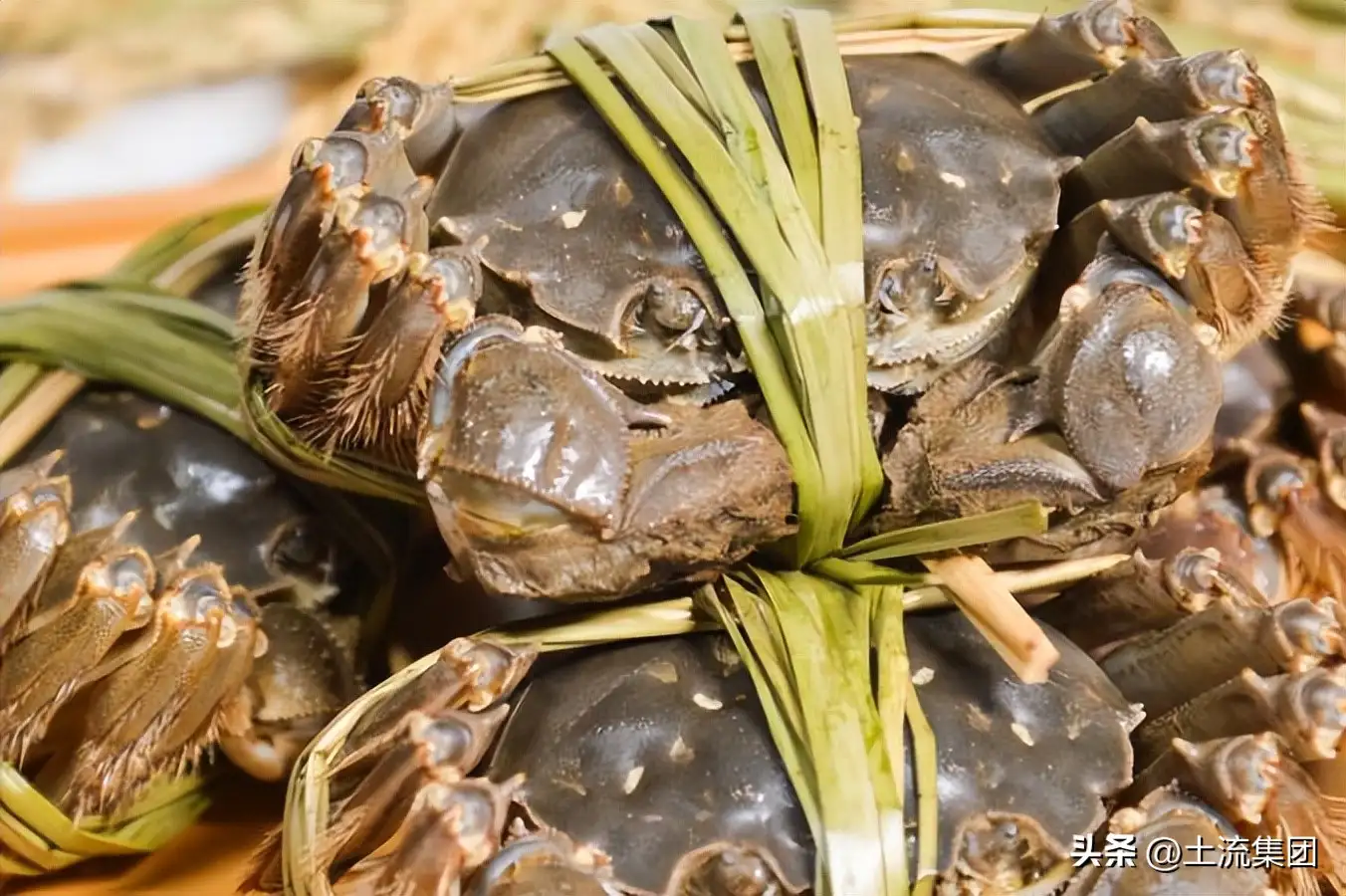 大闸蟹啥时候吃(大闸蟹哪个地方最出名)